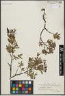 Foto von Salix arbuscula L. x Salix lapponum L.